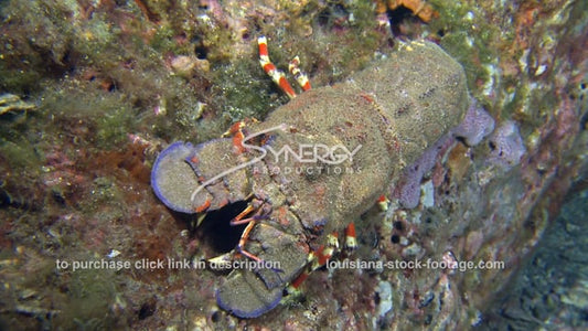 2714 Slipper lobster