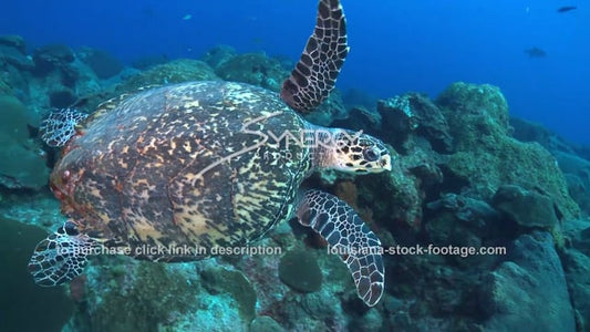 2625 hawksbill sea turtle