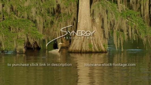 2910 blue heron in Louisiana swamp