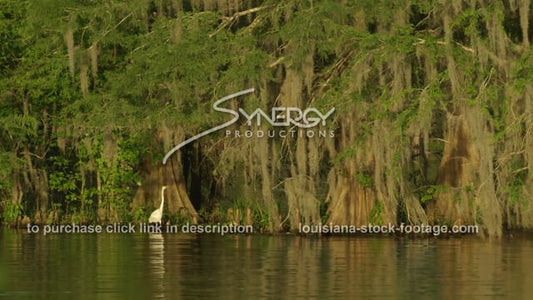 2911 sun shimmering on cypress trees swamp egret Louisiana swamp