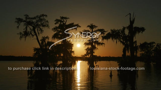 2954 beautiful sunrise in Louisiana swamp