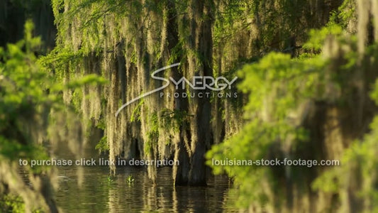 2920 tilt up to spanish moss and cypress trees in New Olreans swamp