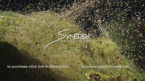 1232 epic star coral spawning video at flower garden banks national marine sanctuary