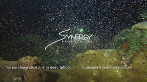 1221 super epic coral spawning video