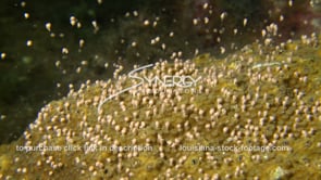 1200 super cool star coral head spawning CU