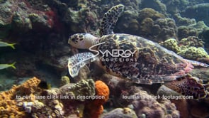 0993 hawksbill sea turtle stock footage video
