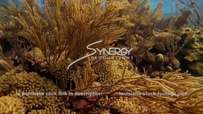 0992 epic shot caribbean coral reef scuba diving stock footage video