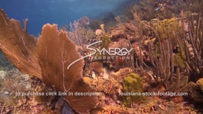 0990 large sea fans on healthy coral reef stock footage video