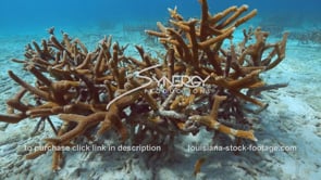 0960 staghorn coral growing on coral restoration
