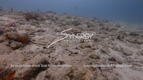 0926 dead decimated coral reef stock footage