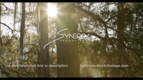 0832 swamp exposing sun light thru trees-nice sunflares