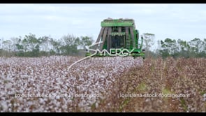0892 Nice low angle cotton harvest