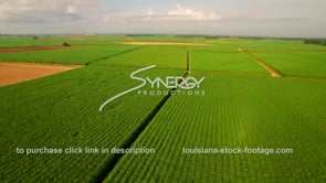 0129 wide aerial drone view sugar cane field Louisiana agriculture