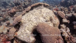 1469 massive brain coral damage