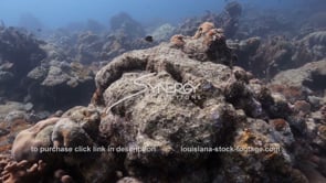 1470 dying and dead coral of caribbean coral reef
