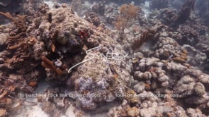 1472 epic dead coral from rising water temperatures