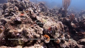 1471 climate change effects on caribbean coral reef