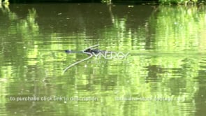 2030 alligator swims quickly