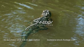 2044 nice shot alligator swimming