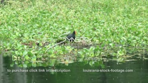 2053 purple gallinule in Louisiana swamp