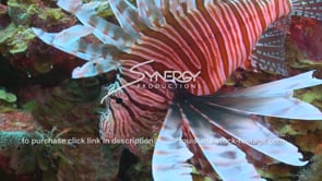 2139 invasive species lionfish hunting for food
