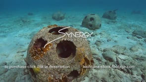 2205 fish swimming around artificial reef ball video