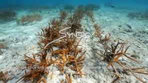 2224 man made coral reef staghorn coral growing
