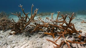 2228 coral farm on sea floor coral restoration stock video