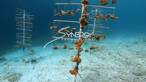 2246 coral reef restoration from global warming climate change