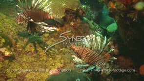 2264 invasive species lionfish on coral