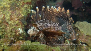 2274 two lionfish on flower gardens coral reef