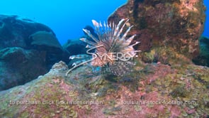 2276 lionfish on colorful coral reef
