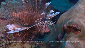 2278 healthy lionfish invasive species