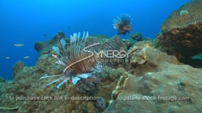 2252 two lionfish swim in gulf of mexico