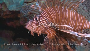 2275 lionfish on coral reef in Gulf of Mexico