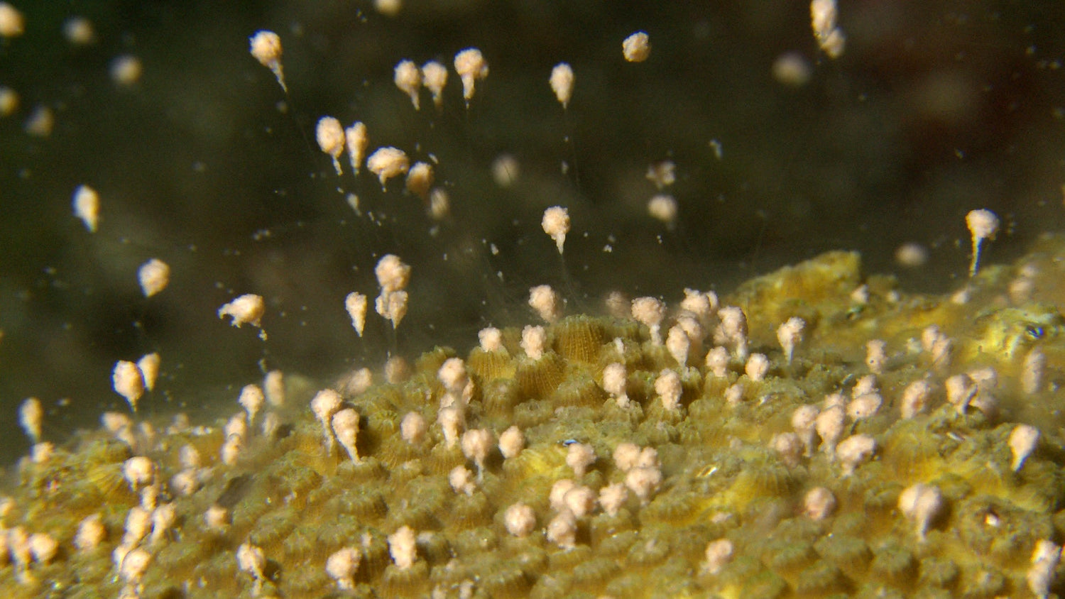Coral Spawning stock video footage