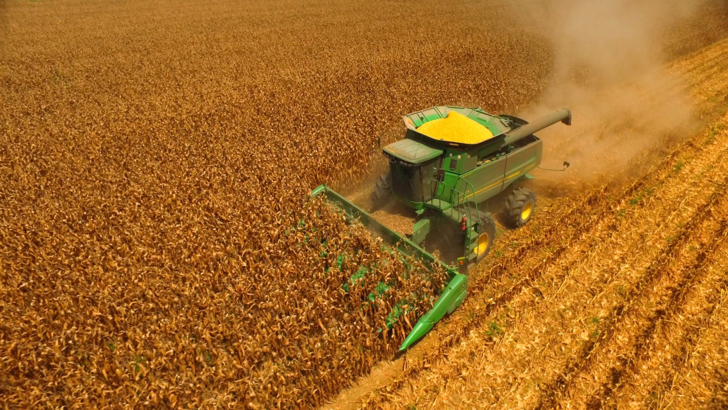 corn stock footage vidoe