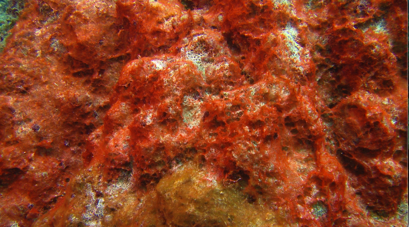 Coral disease video stock footage