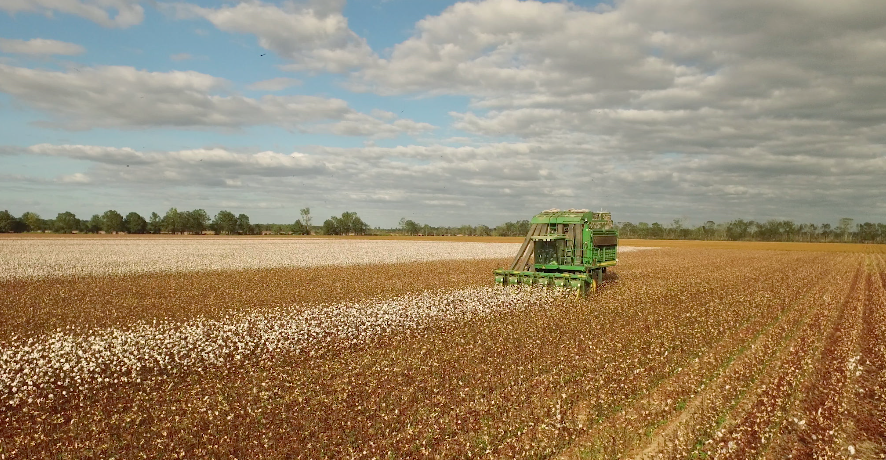 Cotton stock footage video
