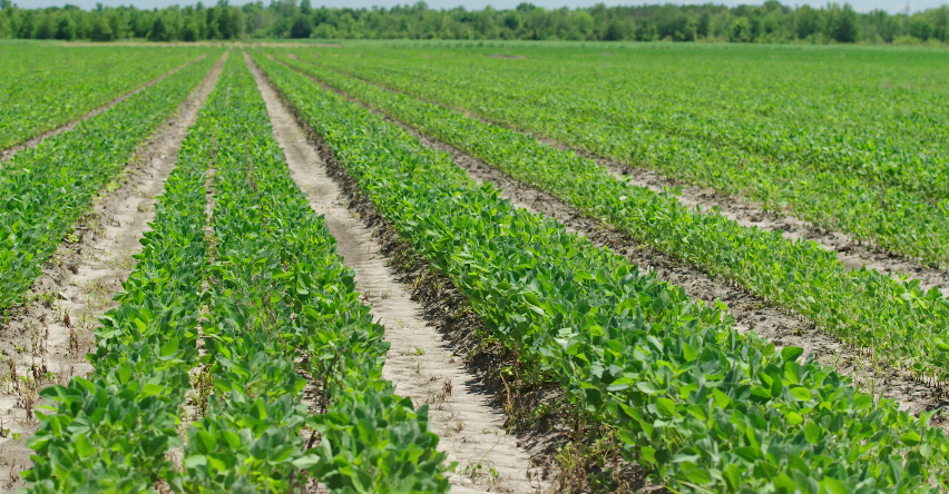Soybean stock footage video