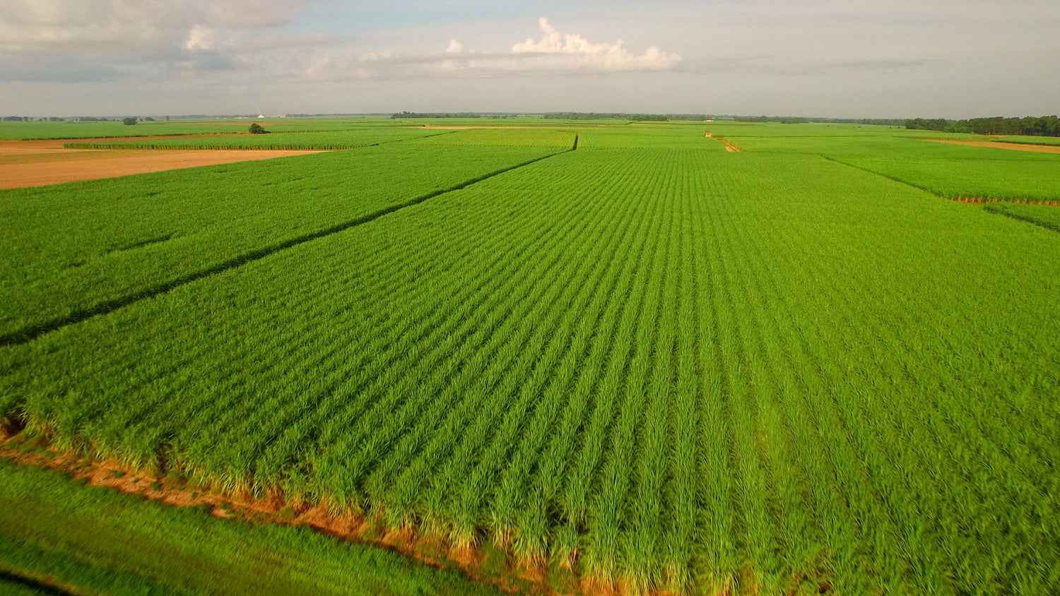 Sugarcane Aerial stock footage video