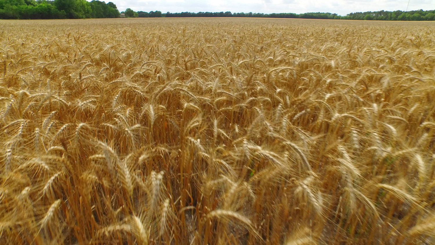Wheat stock footage video