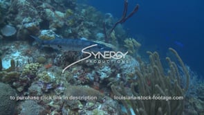 2295 barracuda on coral reef video stock footage