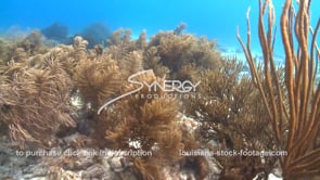 2303 blue water soft corals Caribbean video