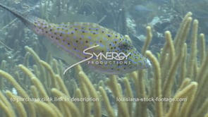 2326 filefish on tropical coral reef