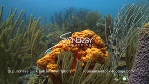 2339 healthy coral reef Bonaire Island