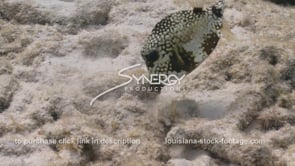 2347 honeycomb cowfish grazing on sea floor