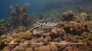 2350 large sea fan in Bonaire Caribbean