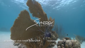 2352 large sea fan swaying in clear blue water