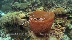 2360 large vase sponge in Caribbean